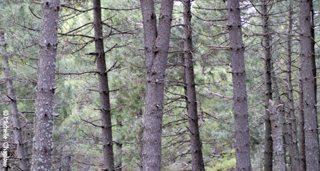 © Michelle Chaplow Spanish fir trees.
