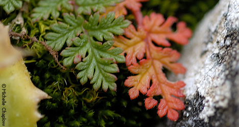 © Michelle Chaplow Flora in the Sierra de las Nieves.