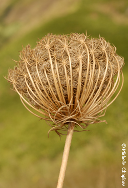  © Michelle Chaplow Biznaga stems 