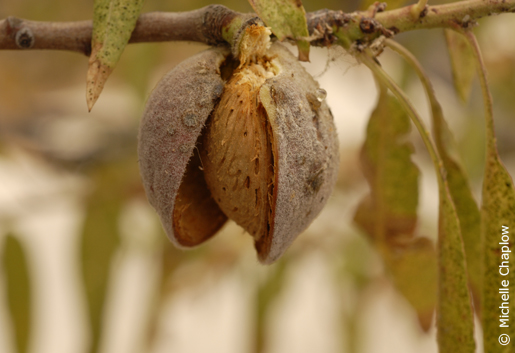 In July and August the shell begins to split, allowing the almond to dry. © Michelle Chaplow In July and August the shell begins to split, allowing the almond to dry. © Michelle Chaplow .