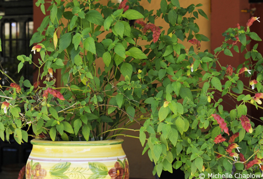 Flowers on the old station platform © Michelle Chaplow Flowers on the old station platform © Michelle Chaplow .