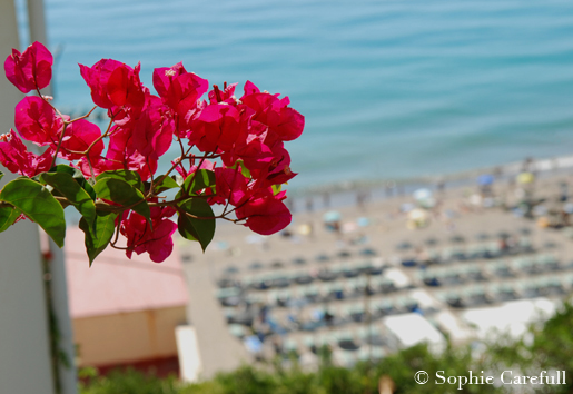 Beautiful bougainvillea in Torremolinos. © Sophie Carefull Beautiful bougainvillea in Torremolinos. © Sophie Carefull