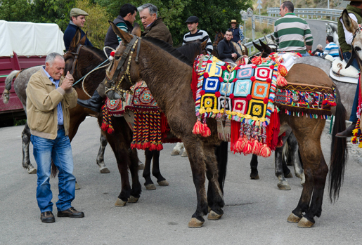Horses and donkeys don bright colours for Fiesta de San Anton. © Sophie Carefull