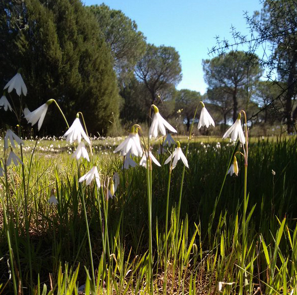 Acis trichophyllum, 1000 Acis trichophyllum, 1000