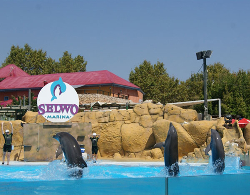 Dolphin shows at Selwo Marina. ©Selwo Marina