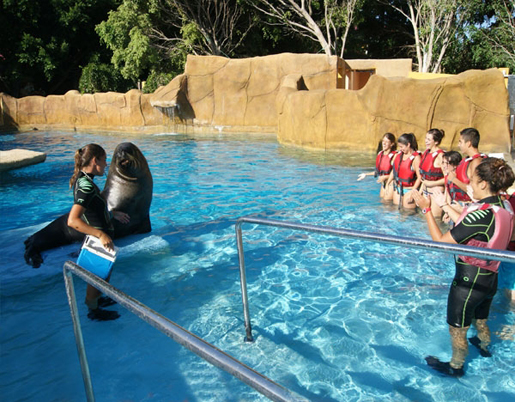 Swim with sealions at Selwo Marina. ©Selwo Marina