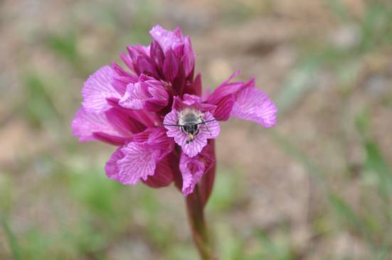 Pollination - The Butterfly Orchid ©Tony Hall Pollination - The Butterfly Orchid ©Tony Hall