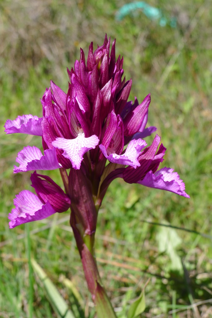 The Butterfly Orchid ©Tony Hall The Butterfly Orchid ©Tony Hall