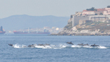 Dolphin Watching Excursion Gibraltar