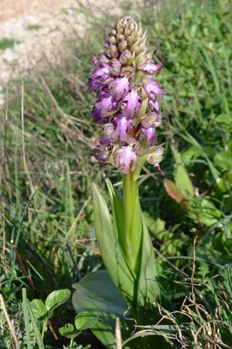 The Giant Orchid. Himantoglossum robertianum. Formerly, Barlia robertiana ©Tony Hall The Giant Orchid. Himantoglossum robertianum. Formerly, Barlia robertiana ©Tony Hall