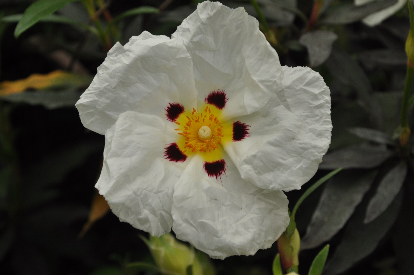 Spotted form of Cistus ladanifer ©Tony Hall Spotted form of Cistus ladanifer ©Tony Hall