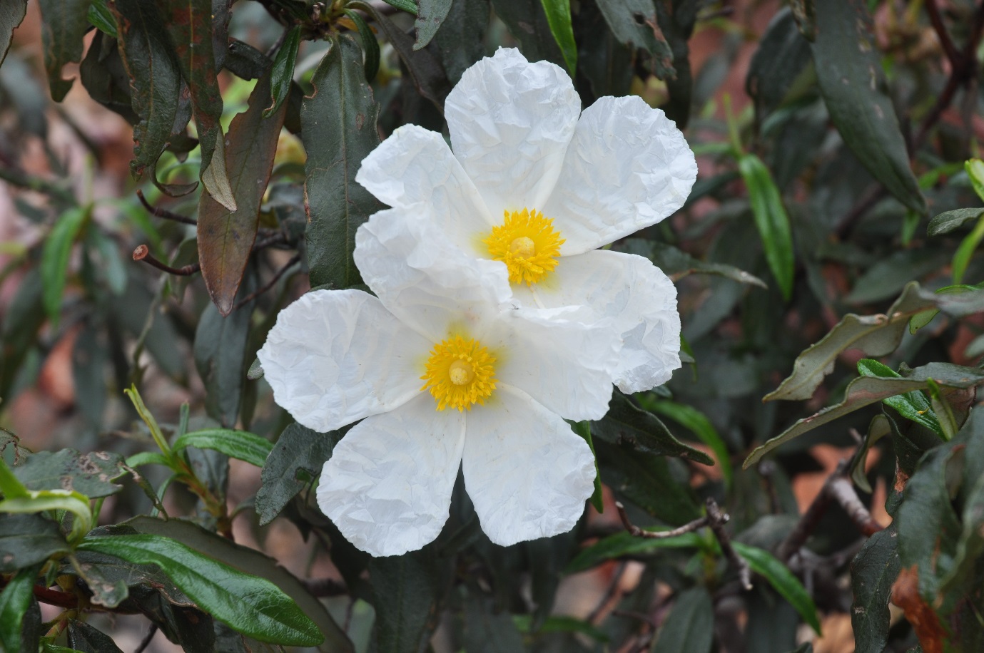 The Gum Cistus ©Tony Hall The Gum Cistus ©Tony Hall