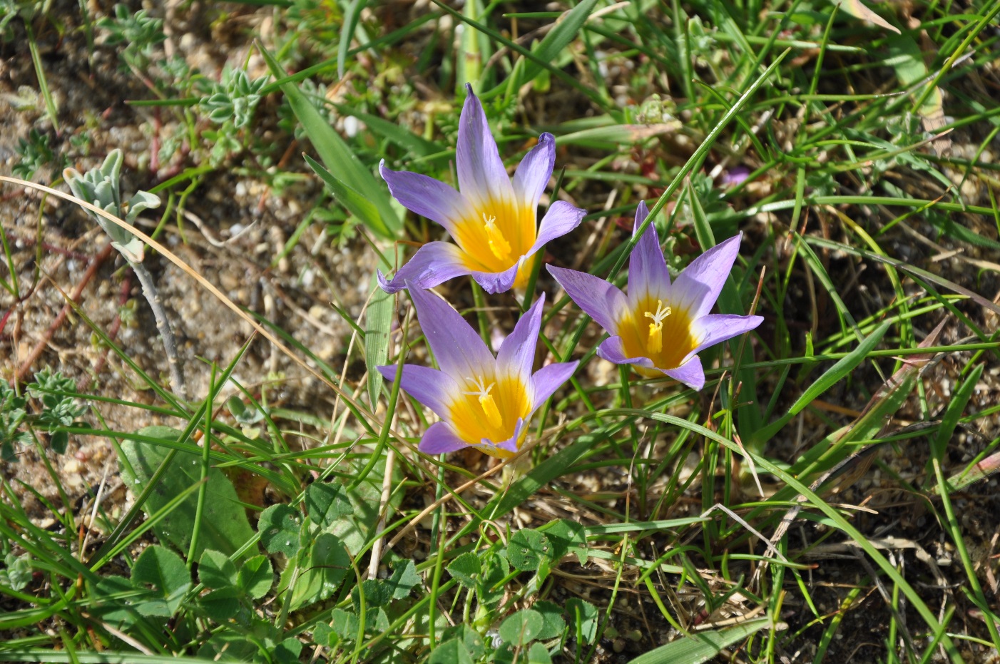 Romulea Clusianais ©Tony Hall Romulea Clusianais ©Tony Hall