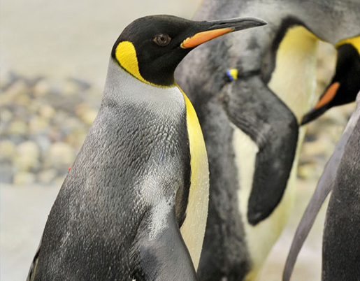 Penguins on Ice Island at Selwo Marina. ©Selwo Marina