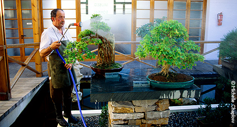 © Michelle Chaplow Watering the trees at the Bonsai Museum. © Michelle Chaplow Watering the trees at the Bonsai Museum.