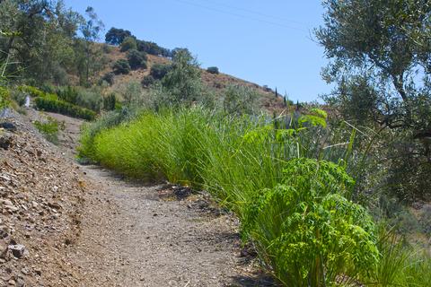 3 month old plants grown from single slips in Sayalonga, Spain ©vetiverspain.com 3 month old plants grown from single slips in Sayalonga, Spain ©vetiverspain.com