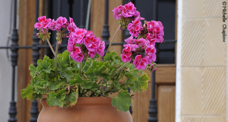 Geraniums in Santa Ana la Real © Michelle Chaplow