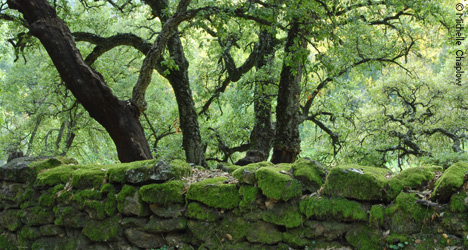 Stone walls with velvety green moss © Michelle Chaplow