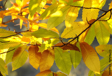 Autumn leaves in Parauta. © Michelle Chaplow