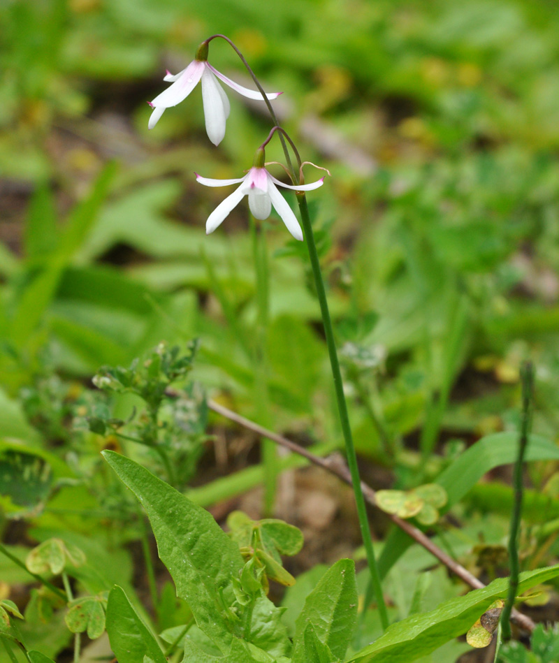 Three-Leaved Snowflake - Acis trichophylla  © Tony Hall