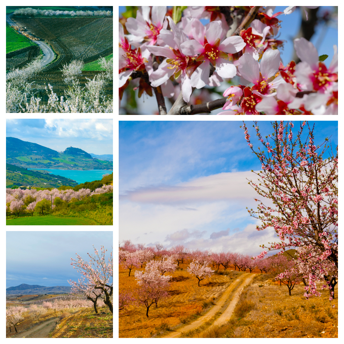 Impressive almond landscapes in Andalucia © Michelle Chaplow