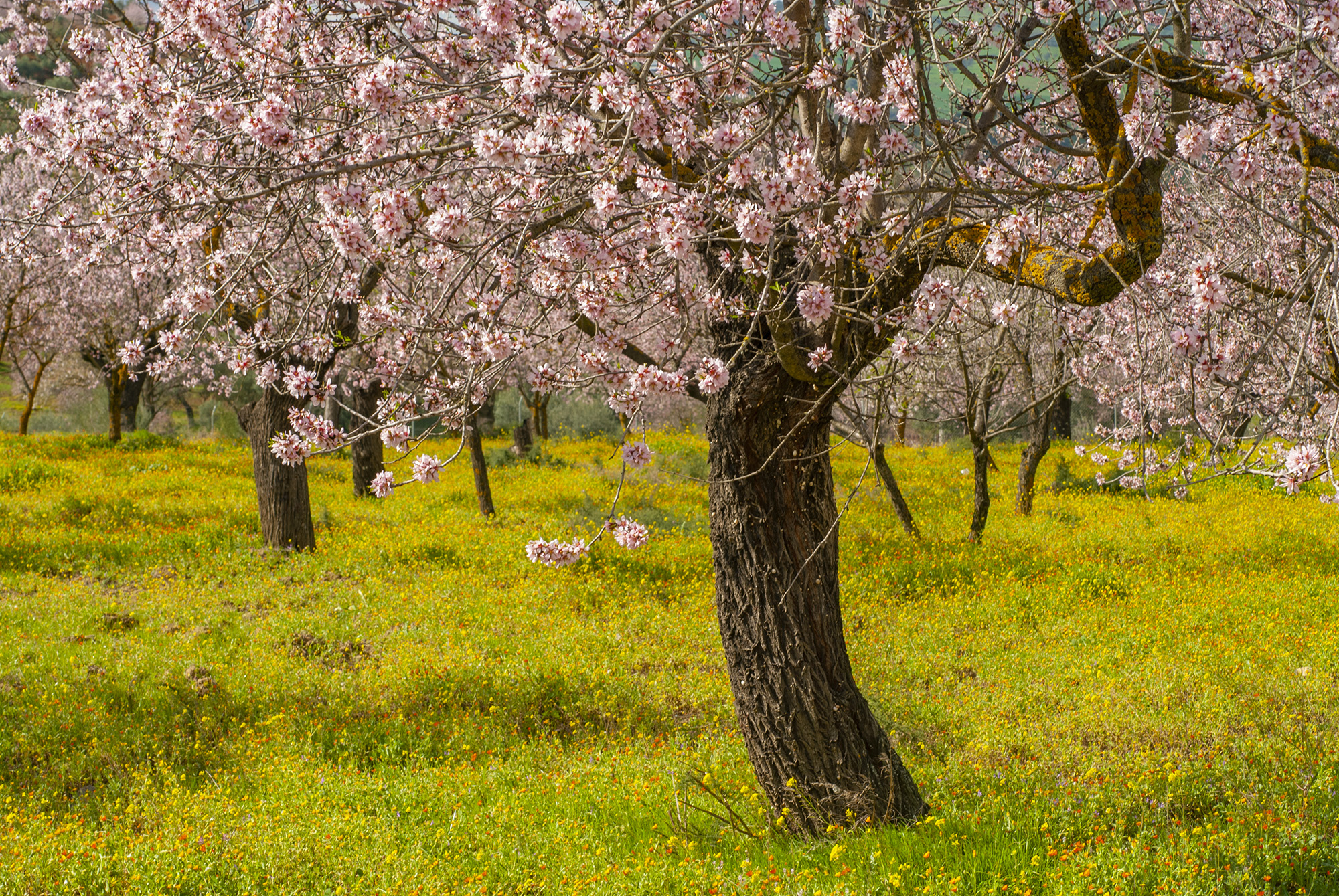 Almonds Tree (Prunus dulcis) © Michelle Chaplow