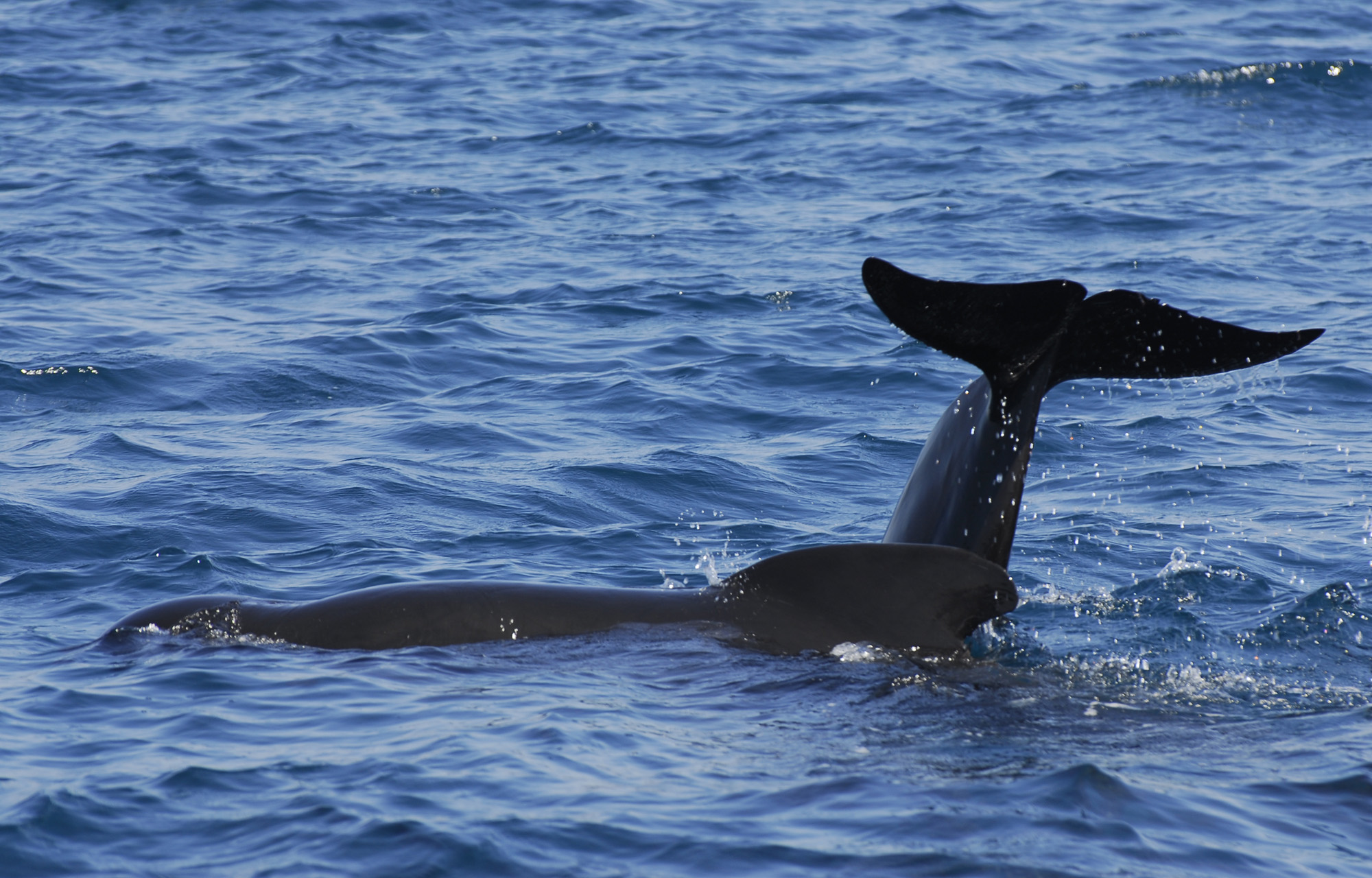 Have a whale of a time in Tarifa.   © Michelle Chaplow
