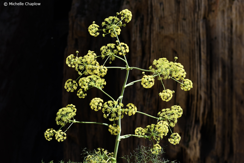 Wild flowers on The Camino del Rey © Michelle Chaplow