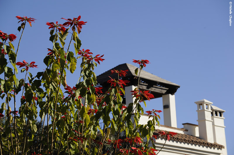 San Pedro © Michelle Chaplow