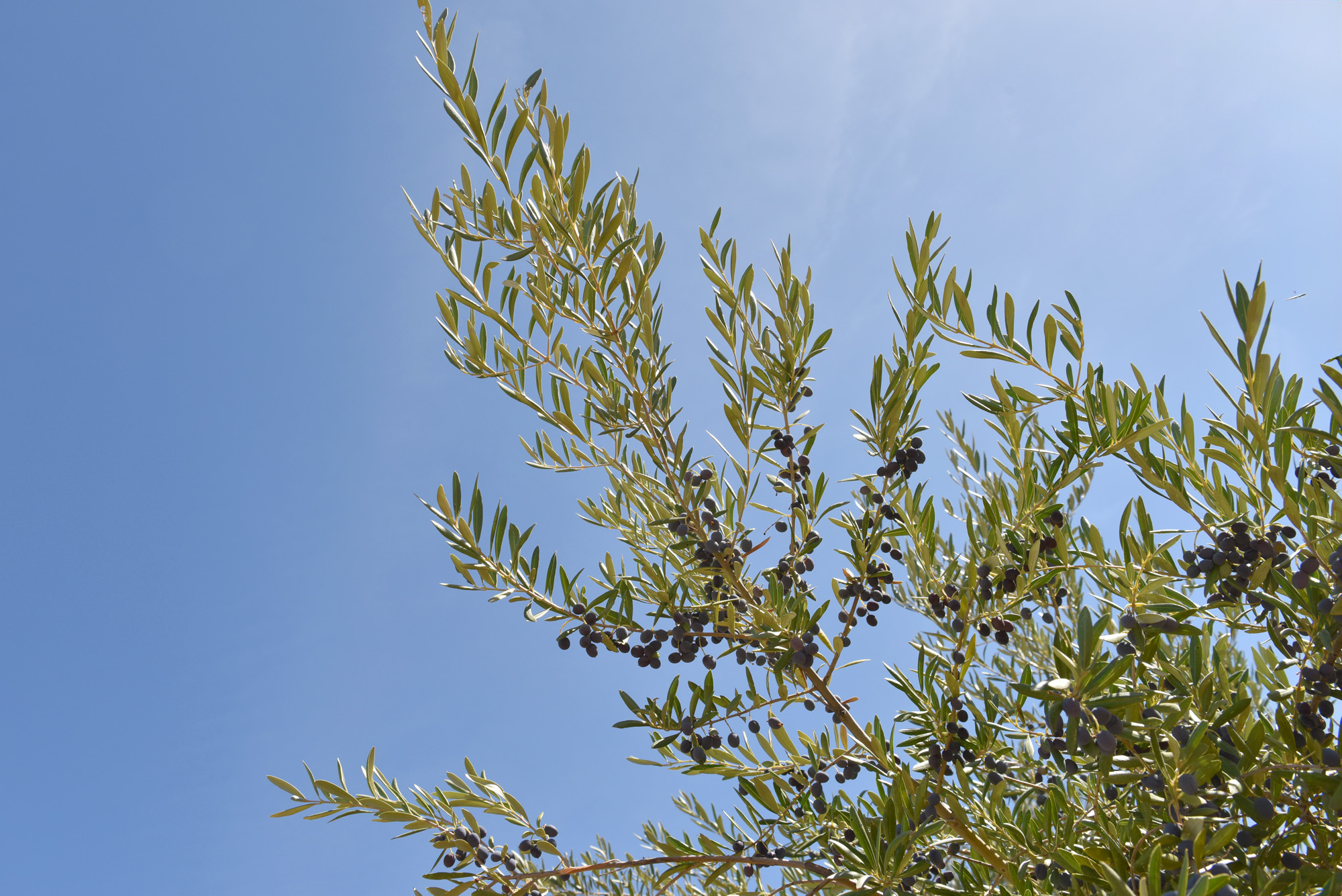 t is certainly surprising to discover that the oil can be extracted from the tiny fruit which is far so removed from a lemon as far as 'squeezability' is concerned! © Michelle Chaplow