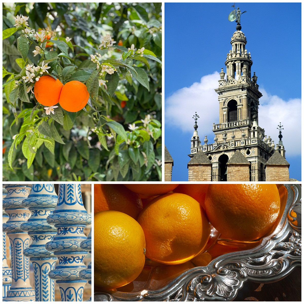The finest and most highly prized marmalade is made from the Seville orange. © Michelle Chaplow
