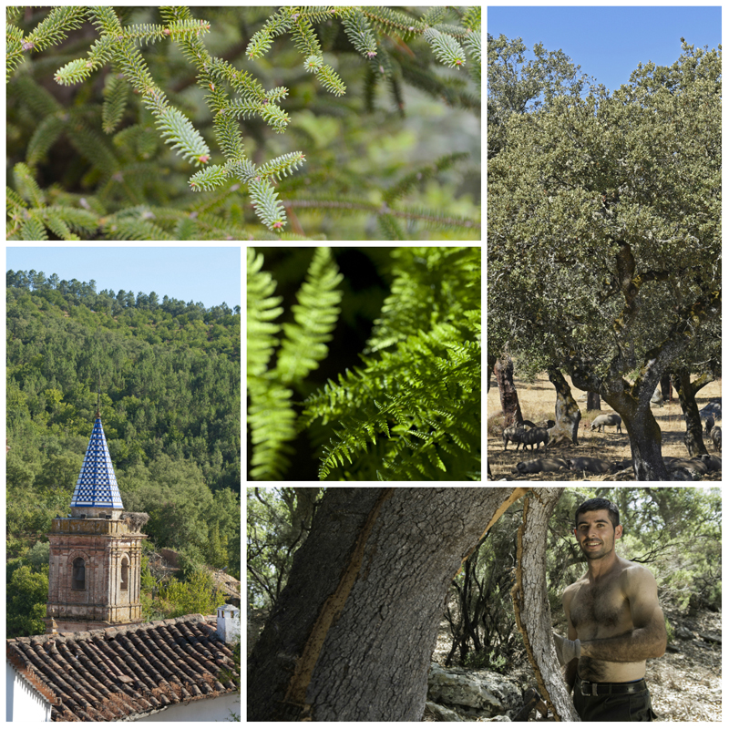 Spanish Forests Andalucia  © Michelle Chaplow