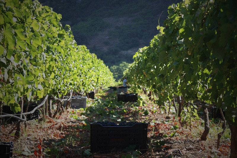 Bodega Gonzalo Beltrán, Ronda