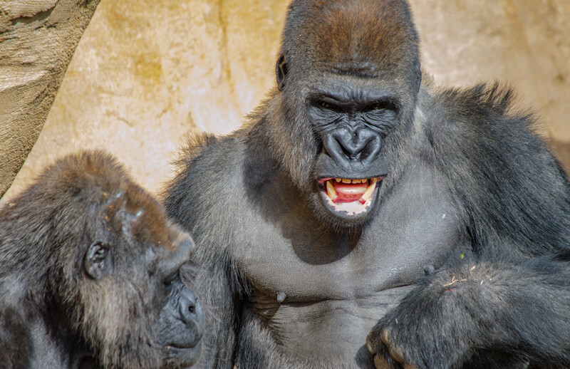 Bioparc in Fuengirola @ Bioparc