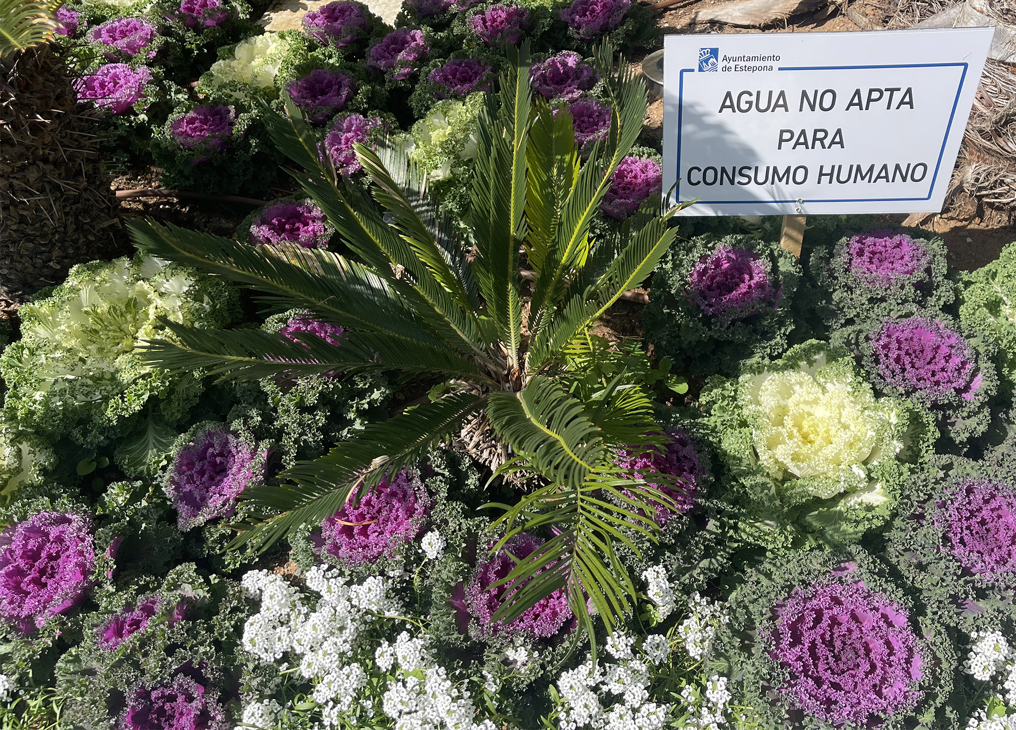 The use of recyled water for Ornamental cabbages, cycad palms in Esetpona © Michelle Chaplow