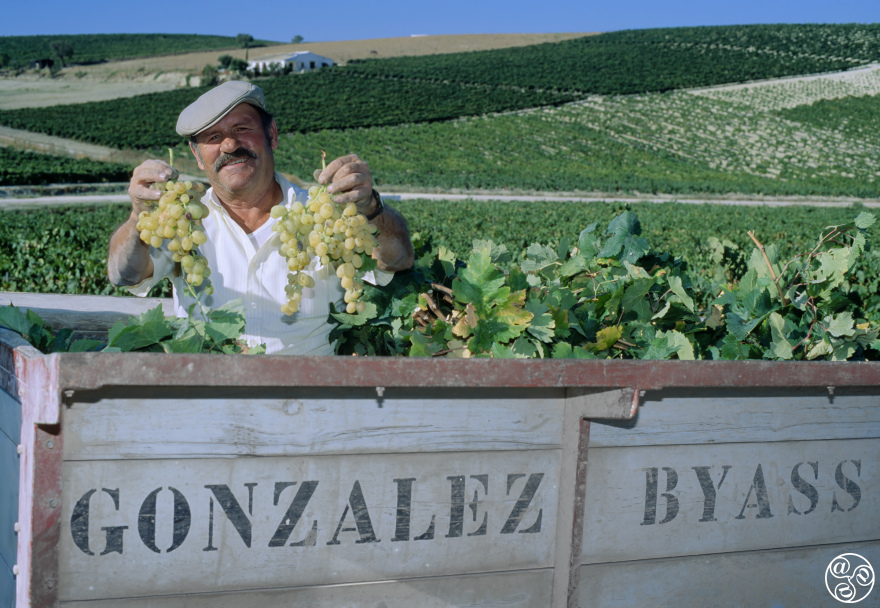 Gonzalez Byass Grape Harvest © Michelle Chaplow