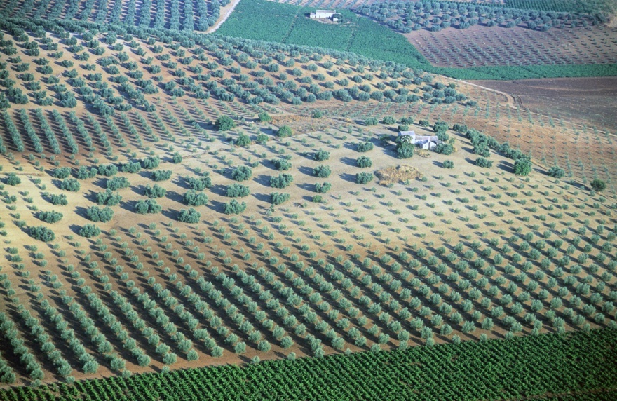 From above: Endless rows of olive trees trace the Andalusian landscape, a perfect blend of nature and geometry. © Michelle Chaplow
