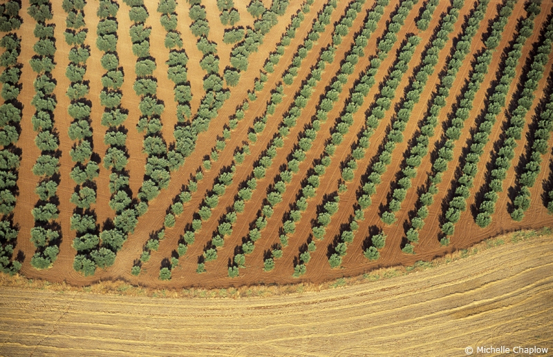 Looking down from a hot air balloon to the olive groves in Andalucia © M Chaplow