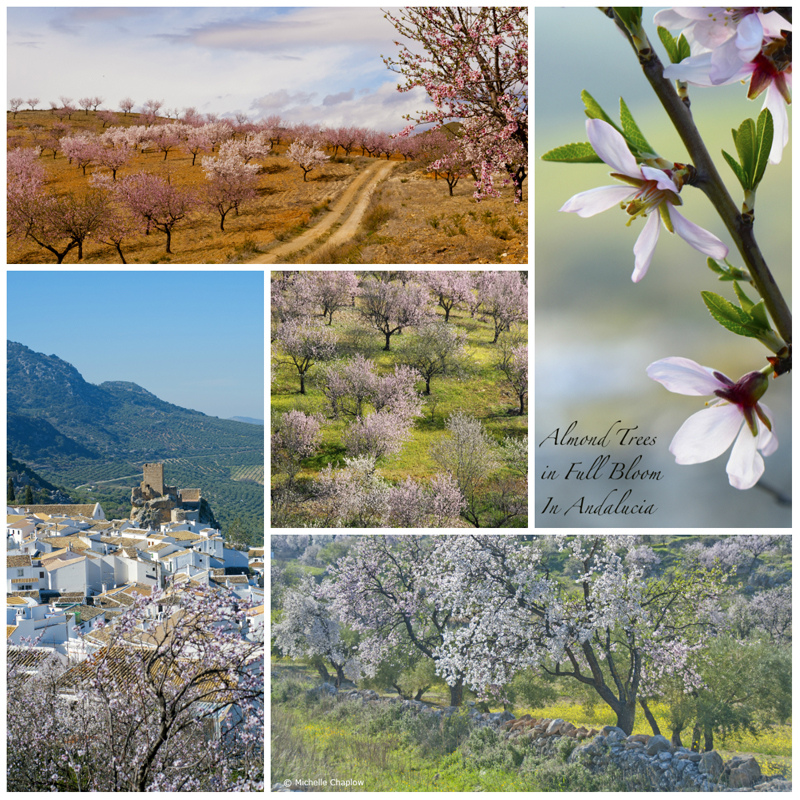 January & February are the best months to see Almond trees © Michelle Chaplow