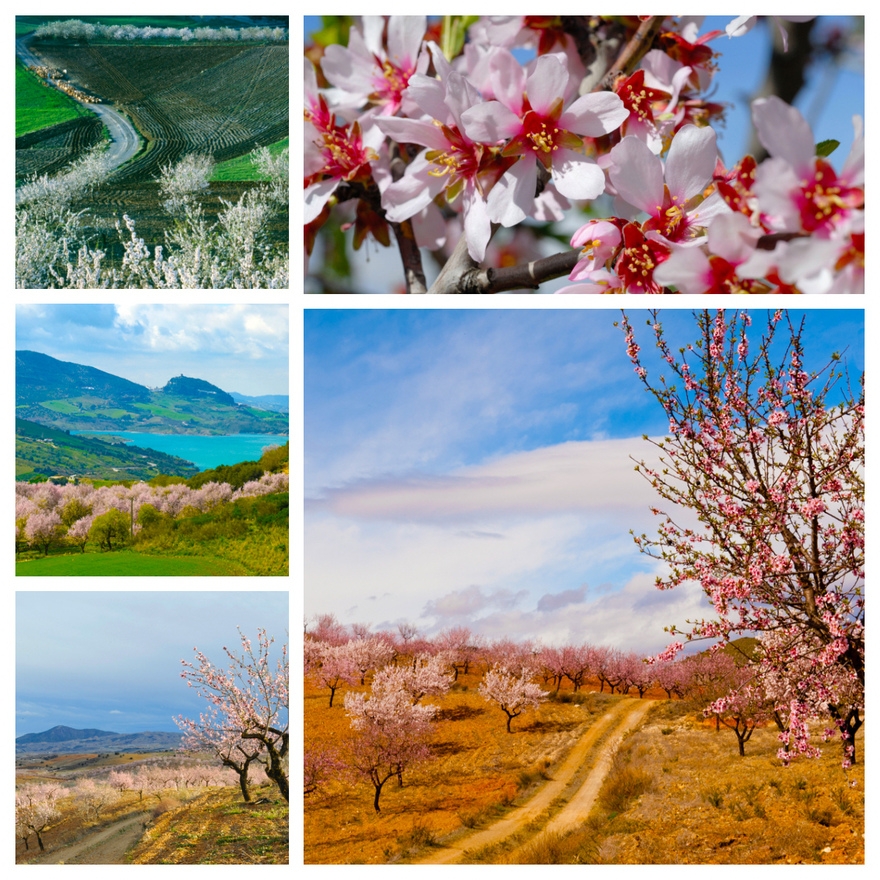 Impressive almond landscapes in Andalucia © Michelle Chaplow
