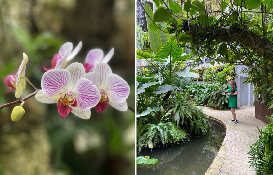 The Estepona Orchid House  © Michelle Chaplow