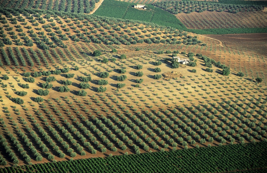 Andalucian countryside, this historic town is rich in fertile land making it Andalucia's top producers of olives © Michelle Chaplow