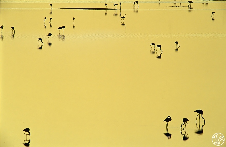 Greater Flamingos (Phoenicopterus ruber) feeding on shallow waters at sunset. Fuente de Piedra lagoon, Málaga province, Spain. © Marcos G Meider