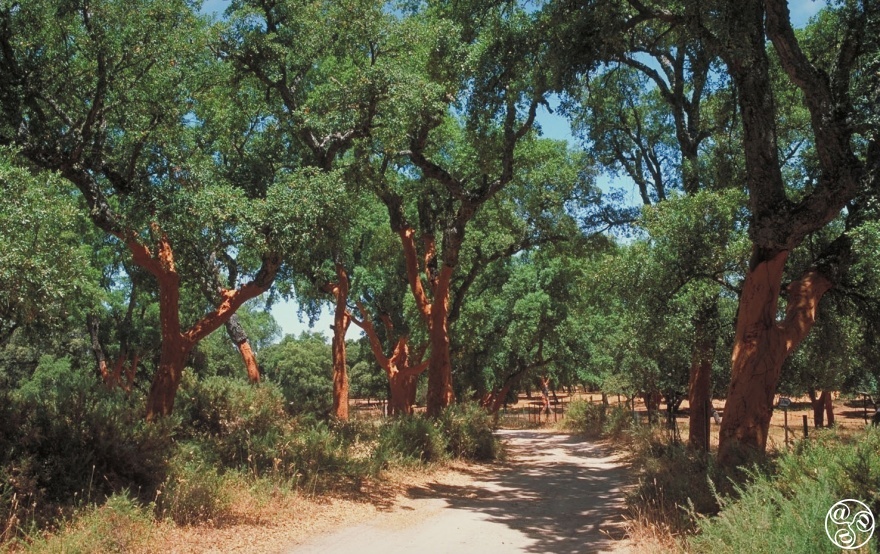 The beautiful Cork Oak (quercus suber) © Michelle Chaplow