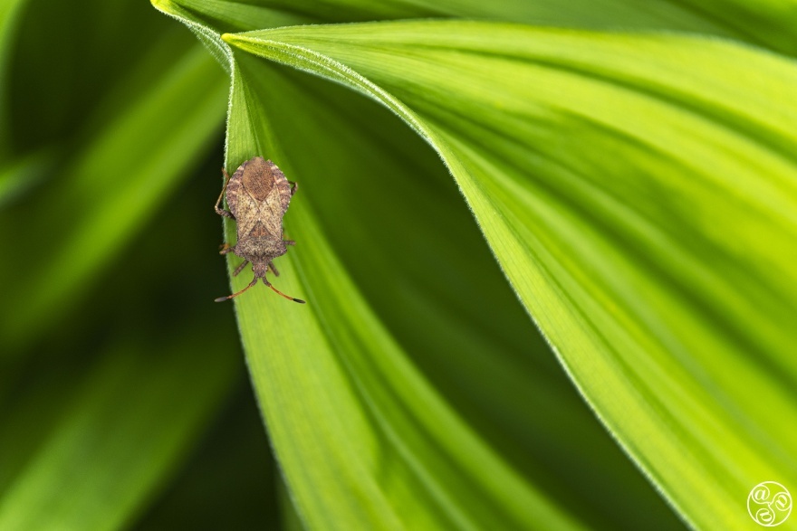 Dock bug (Coreus marginatus) on green leafs. © Marcos G Meider