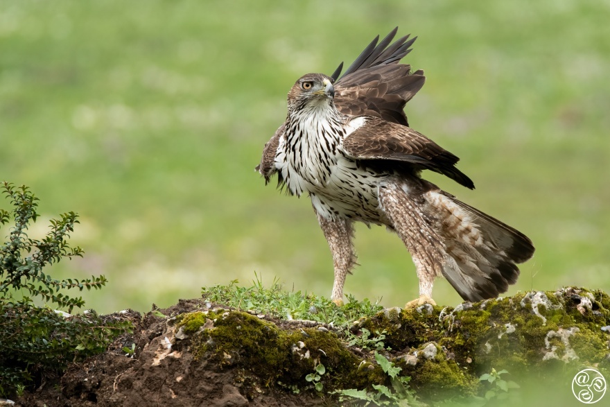 Bonelli's eagle (Aquila fasciata) perched on mossy rock. Andalusia, Spain. © Marcos G Meider 