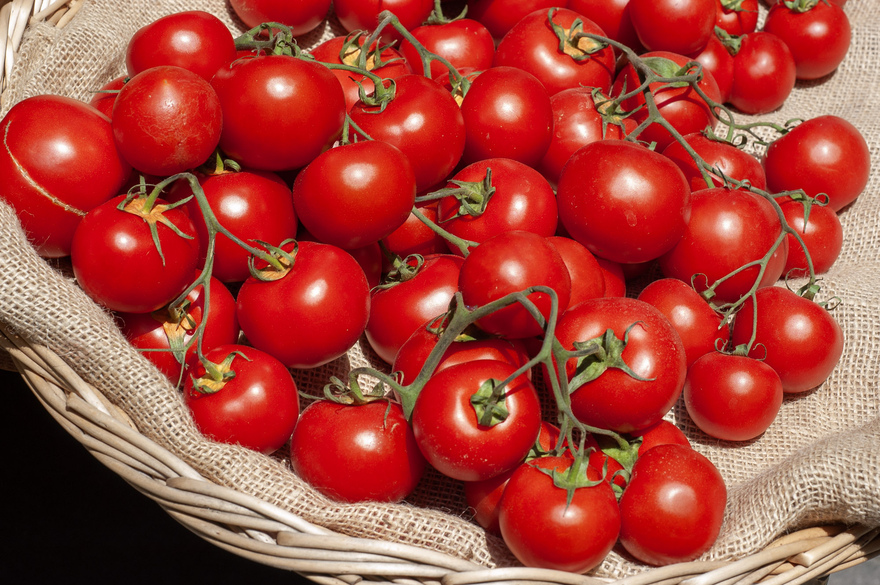 Delicious Spanish tomatoes on the vine © Michelle Chaplow