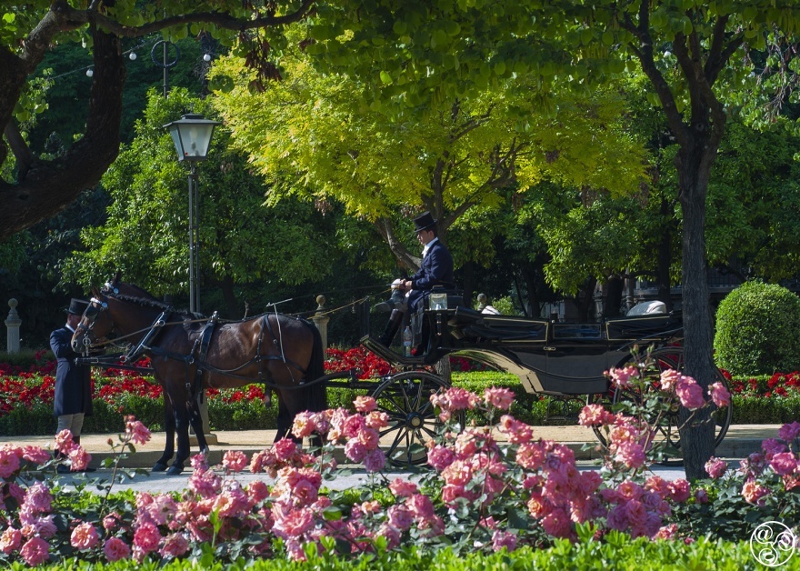 Horse and carriage is the best way to arrive in style © Michelle Chaplow