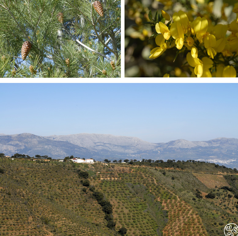 Pines, yellow gorse and cultivated olives in the Montes de Malaga ©  Chaplow