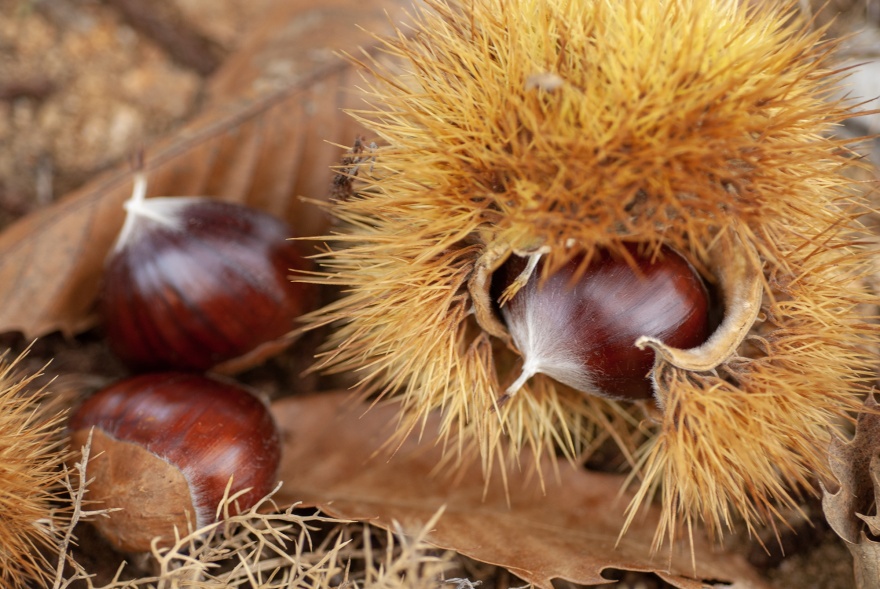 The Chestnut. © Michelle Chaplow